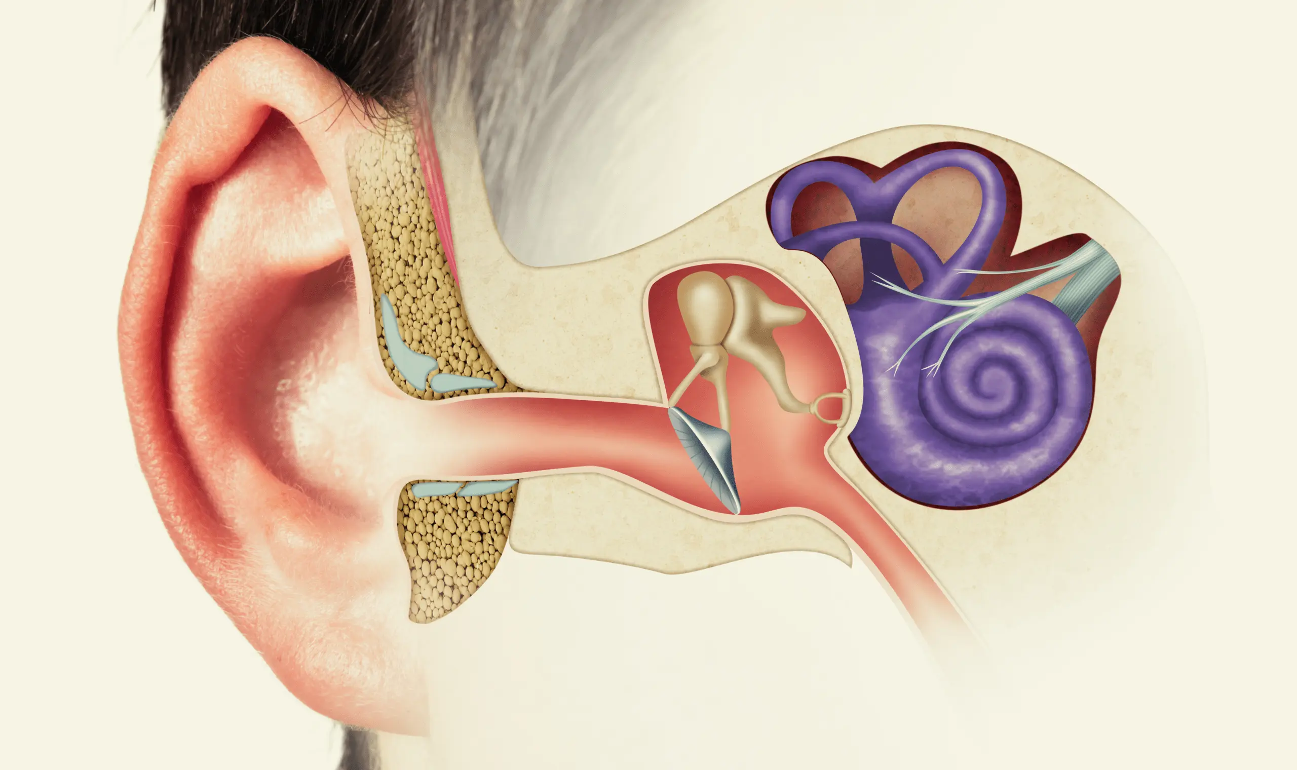 Marmed - Aparaty Słuchowe - Badanie Słuchu - Budowa Ucha